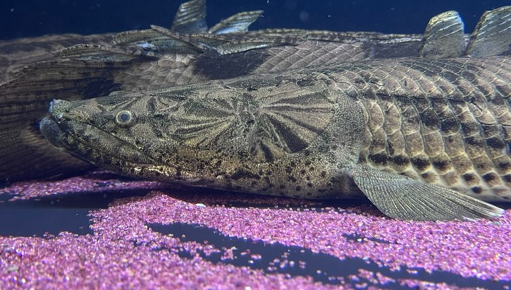 aquastyleg.base.shop/items/107...