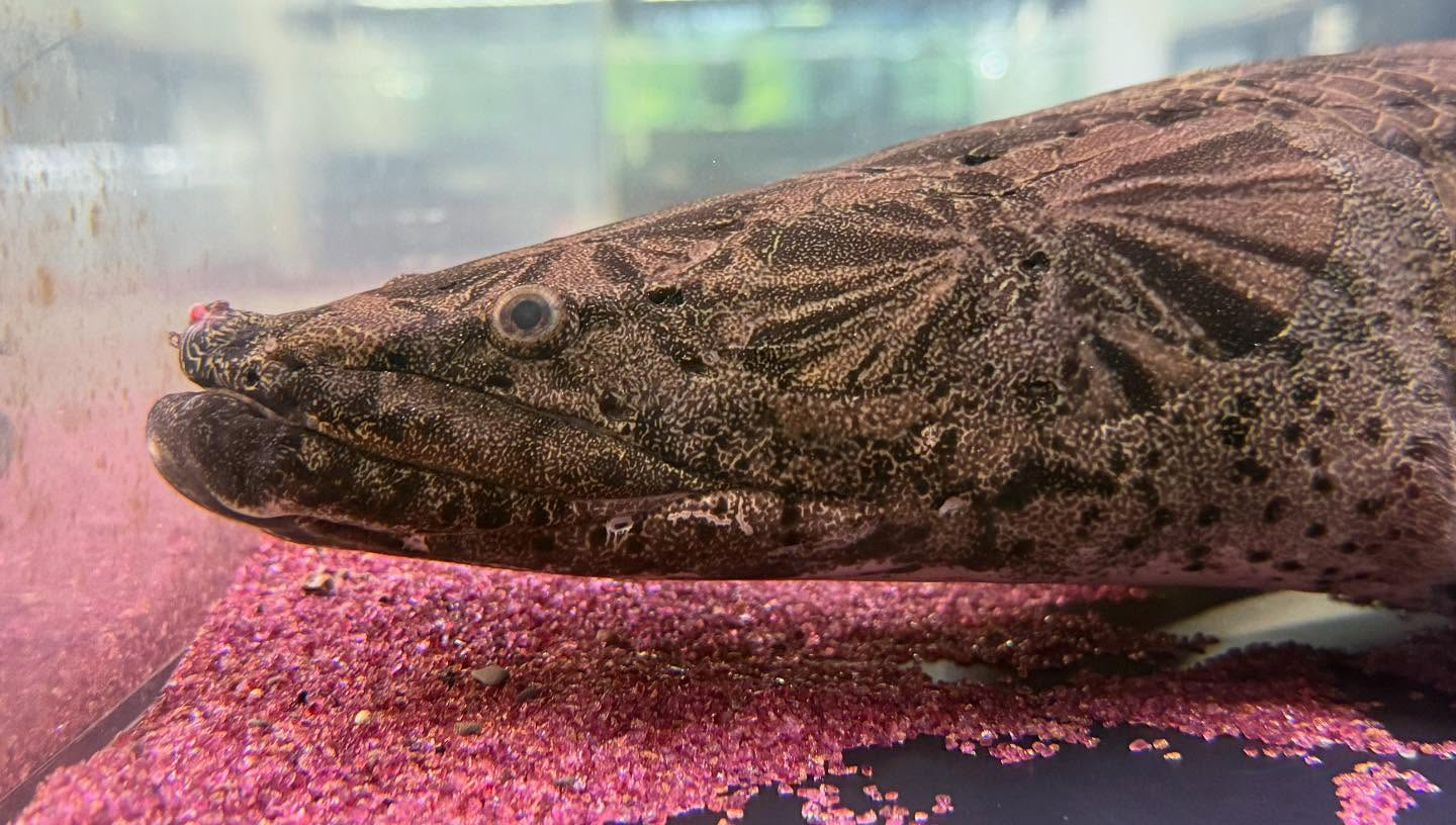 aquastyleg.base.shop/items/107...