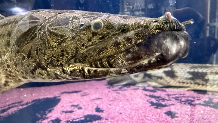 aquastyleg.base.shop/items/107...