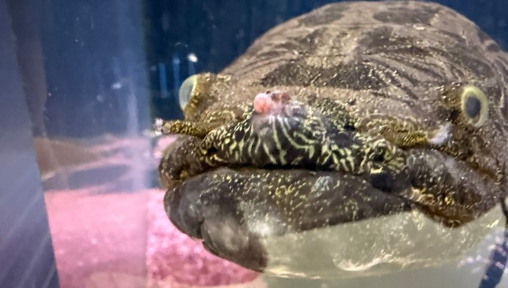 aquastyleg.base.shop/items/107...