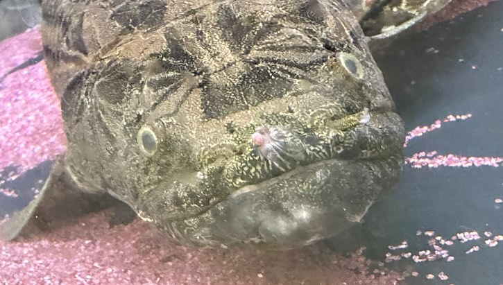 aquastyleg.base.shop/items/107...