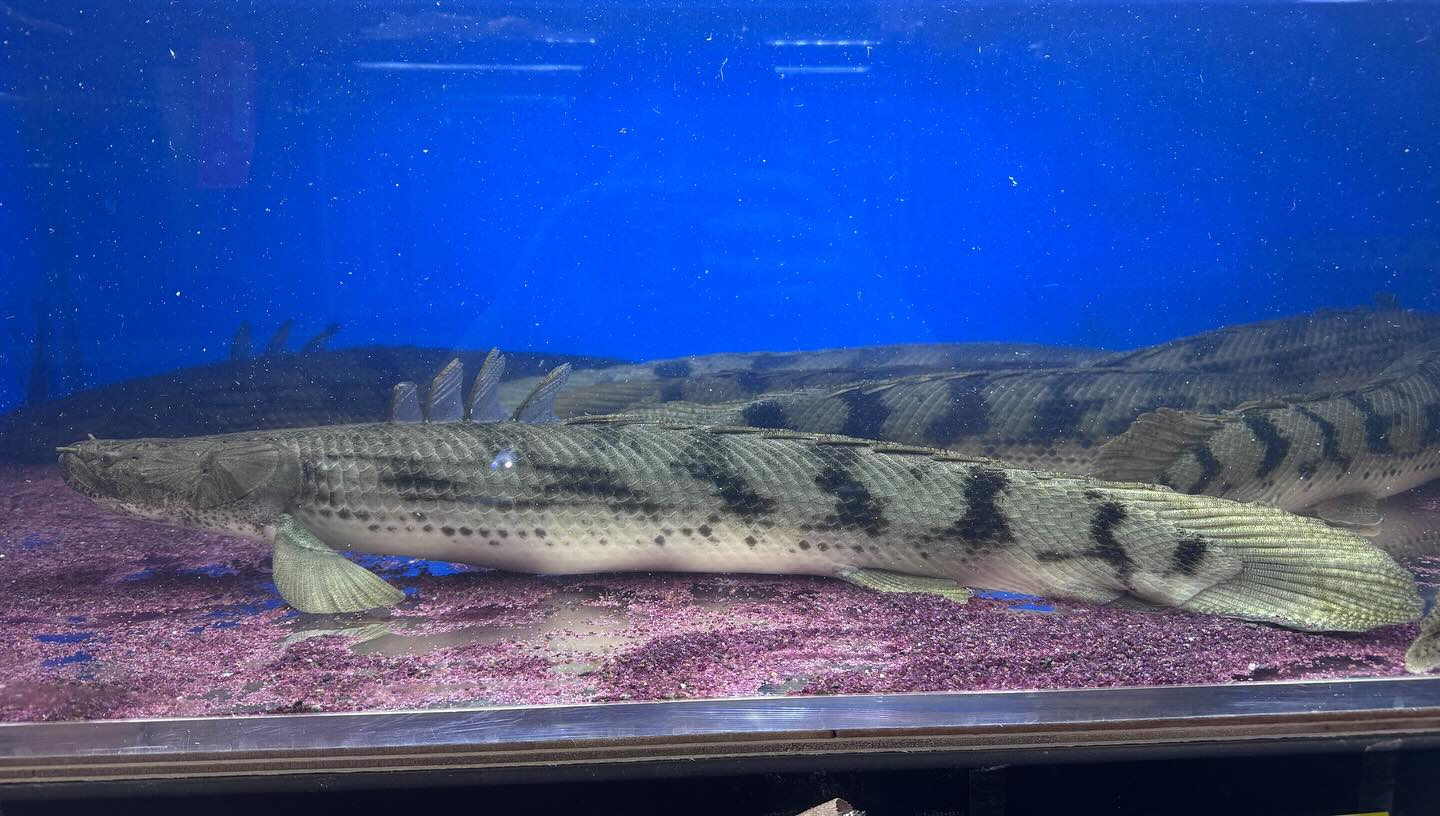 aquastyleg.base.shop/items/100...