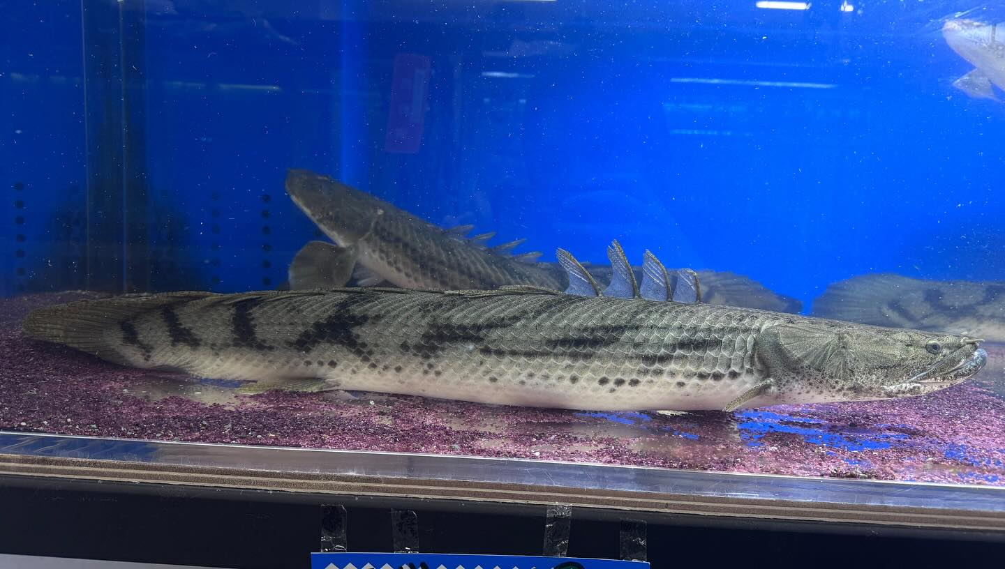 aquastyleg.base.shop/items/100...