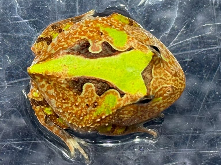 aquastyleg.base.shop/items/110...