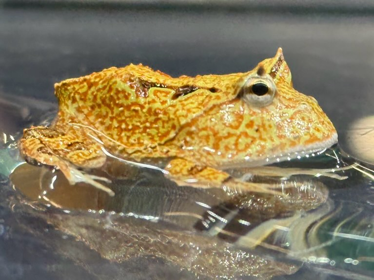 aquastyleg.base.shop/items/110...