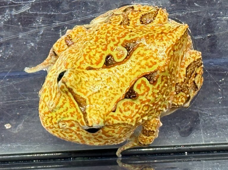 aquastyleg.base.shop/items/110...