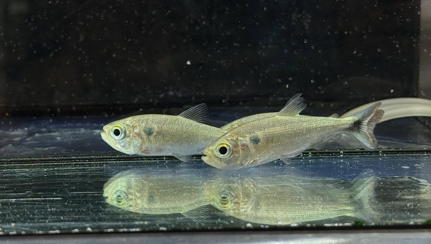 aquastyleg.base.shop/items/110...