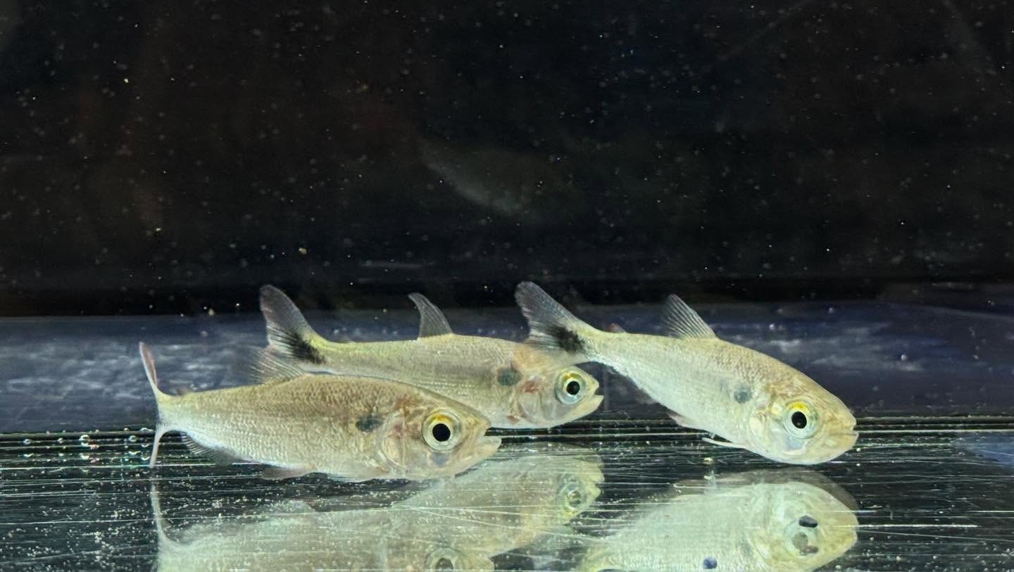 aquastyleg.base.shop/items/110...