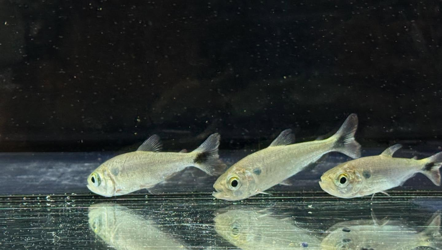 aquastyleg.base.shop/items/110...