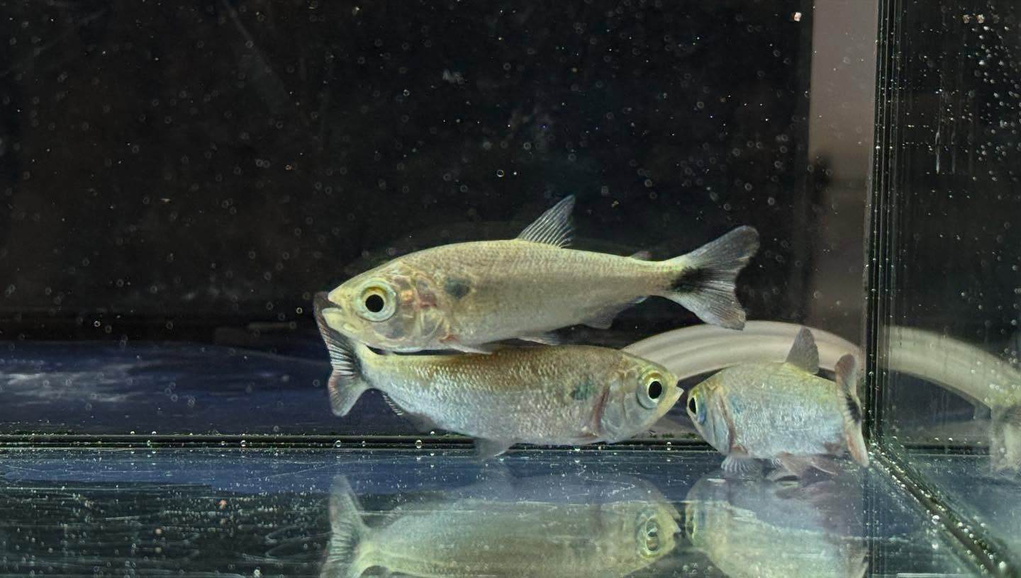 aquastyleg.base.shop/items/110...