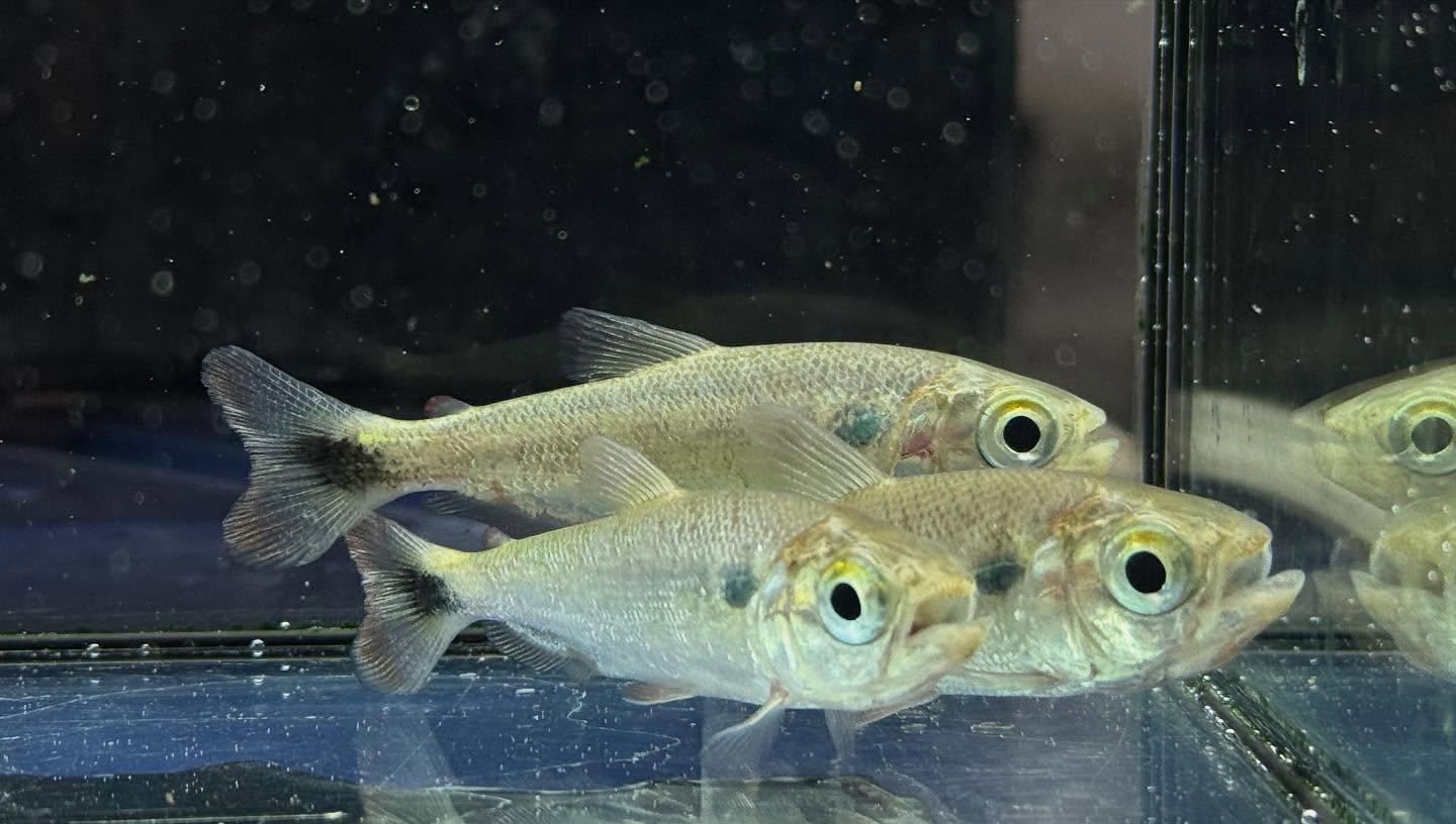 aquastyleg.base.shop/items/110...