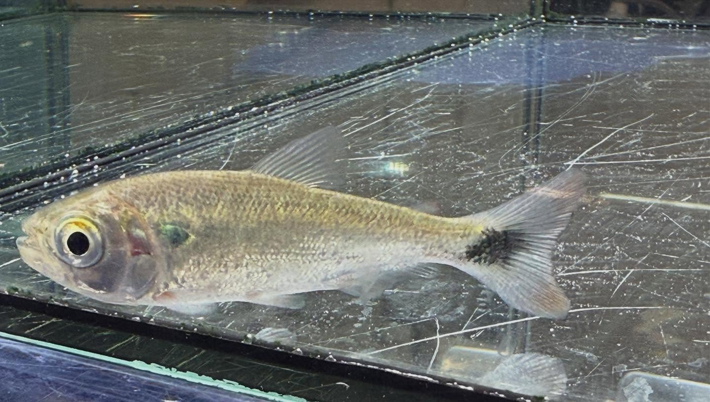 aquastyleg.base.shop/items/110...