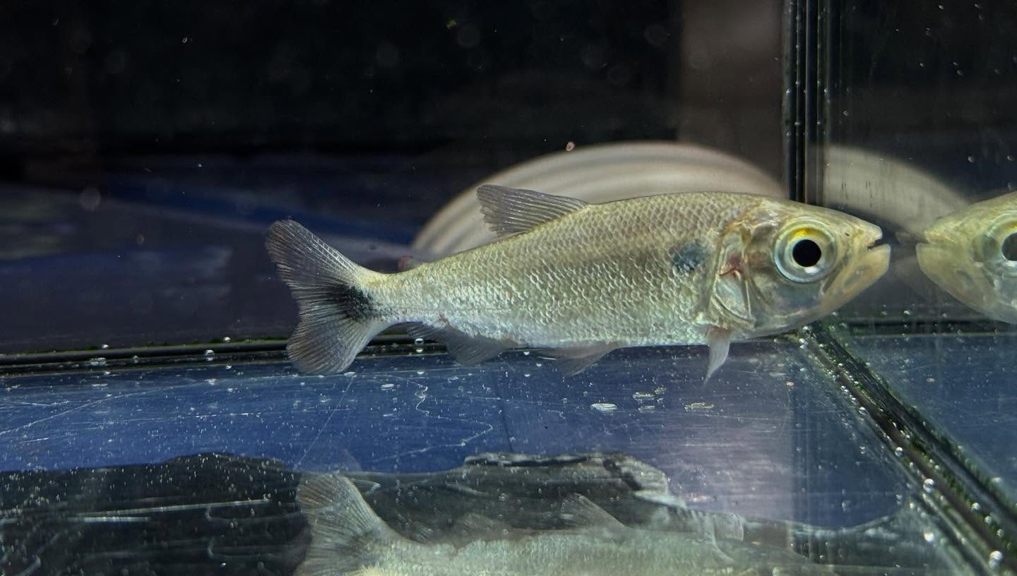 aquastyleg.base.shop/items/110...