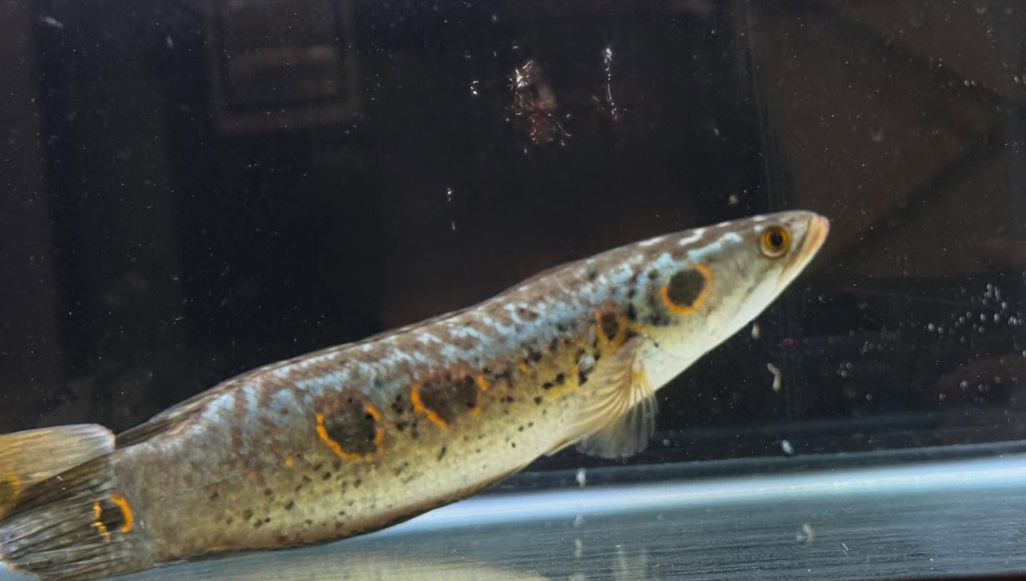 aquastyleg.base.shop/items/110...