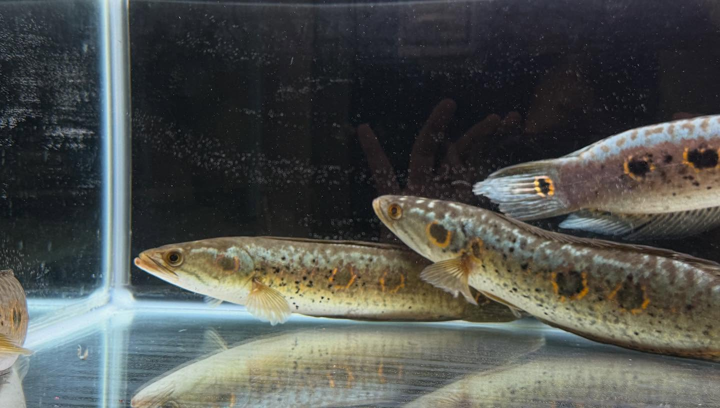 aquastyleg.base.shop/items/110...