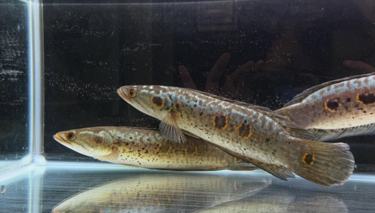 aquastyleg.base.shop/items/110...