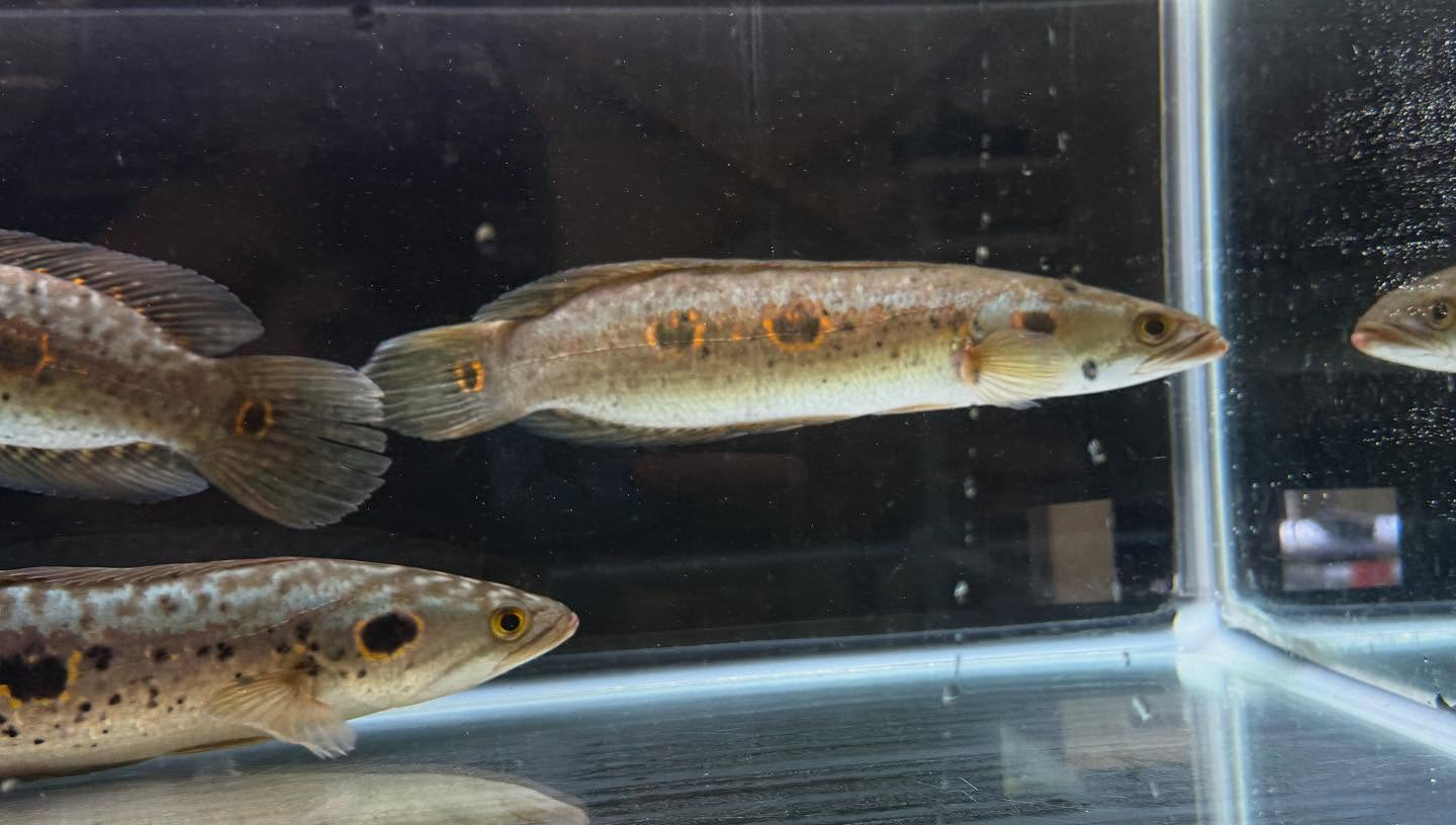 aquastyleg.base.shop/items/110...