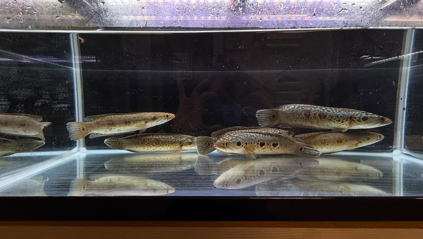 aquastyleg.base.shop/items/110...