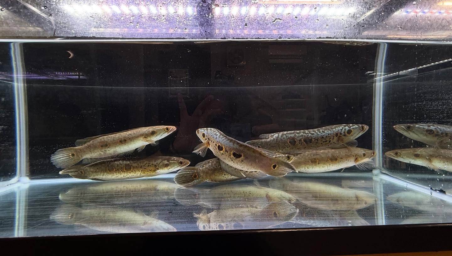 aquastyleg.base.shop/items/110...