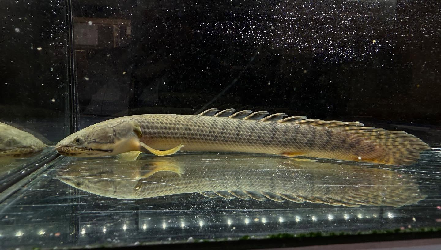 aquastyleg.base.shop/items/110...