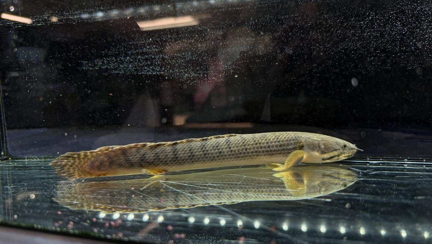 aquastyleg.base.shop/items/110...