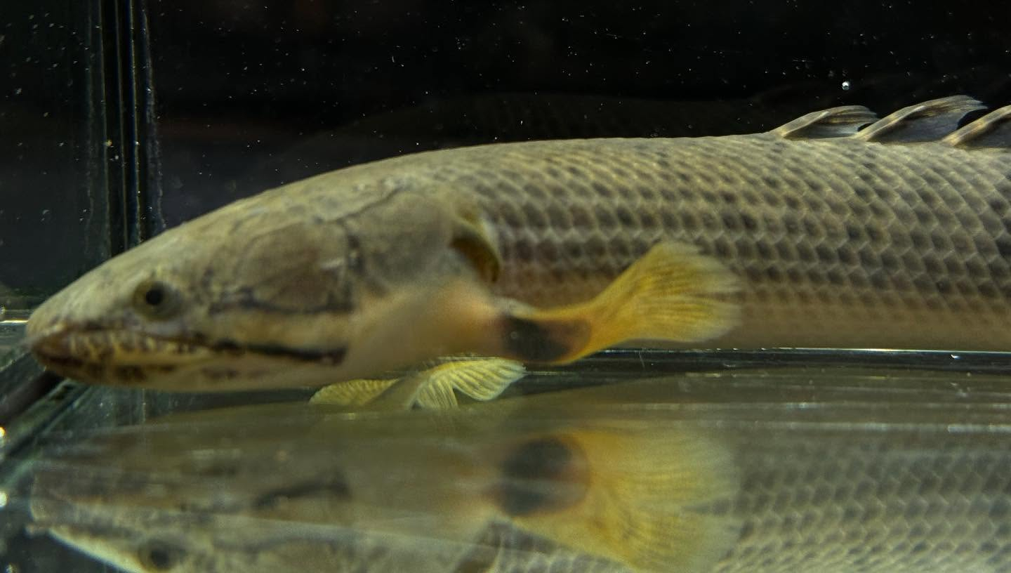 aquastyleg.base.shop/items/110...