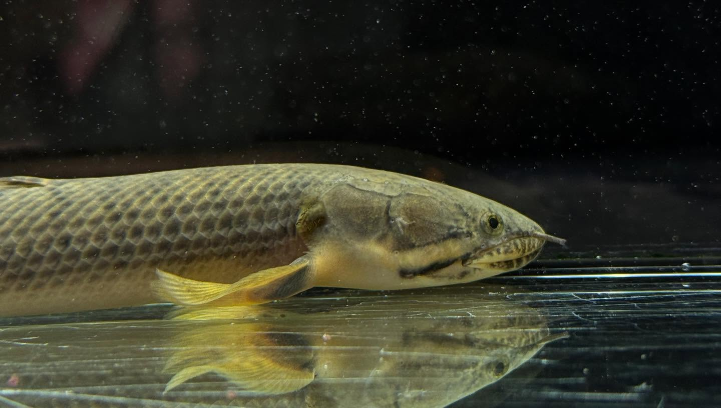 aquastyleg.base.shop/items/110...