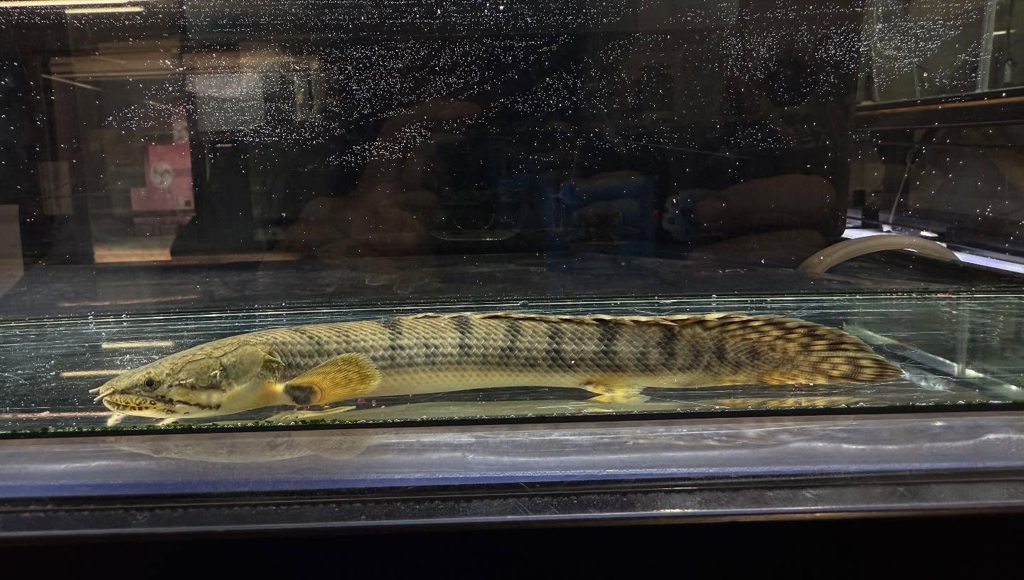 aquastyleg.base.shop/items/110...