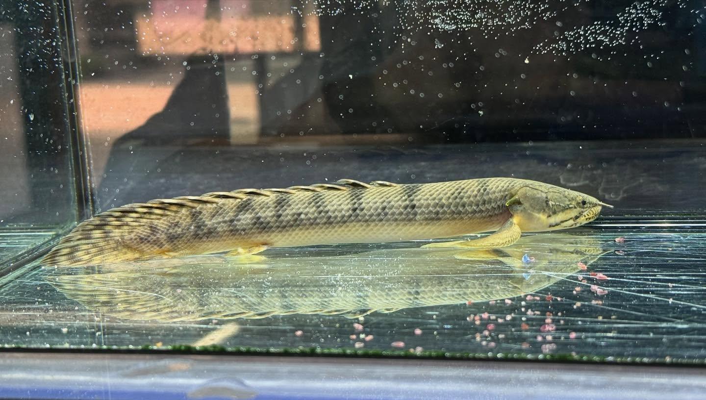 aquastyleg.base.shop/items/110...