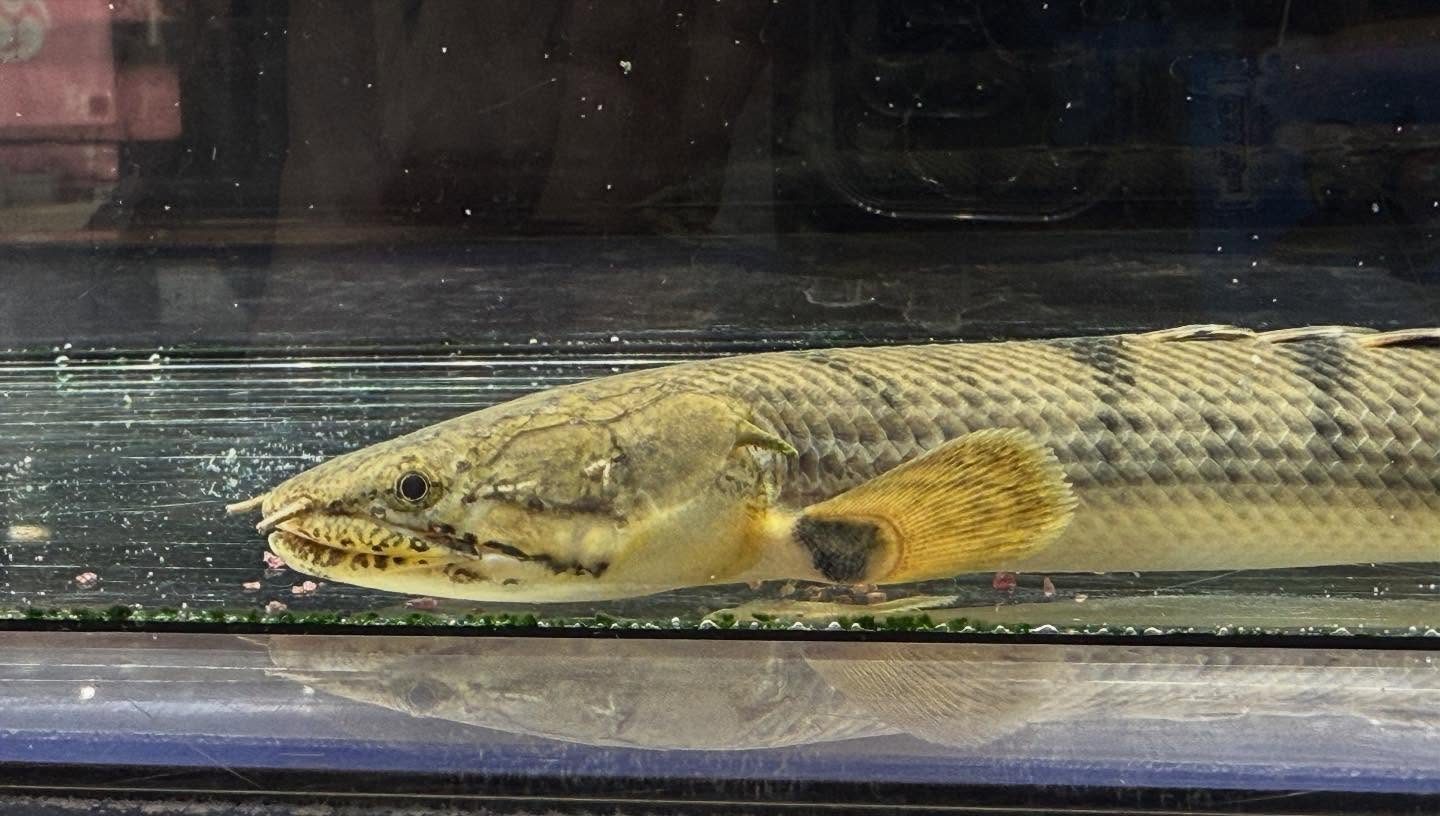 aquastyleg.base.shop/items/110...