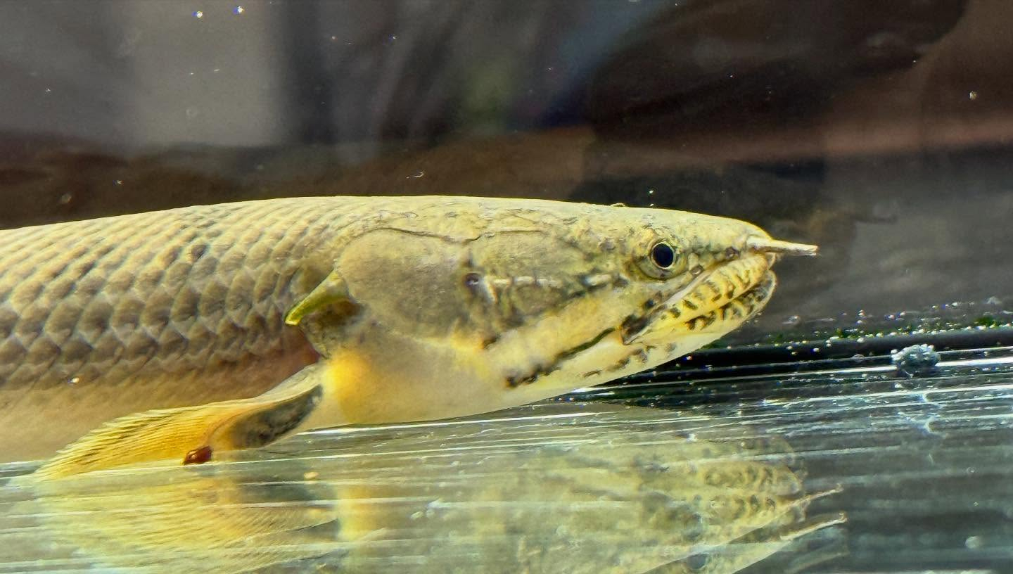 aquastyleg.base.shop/items/110...