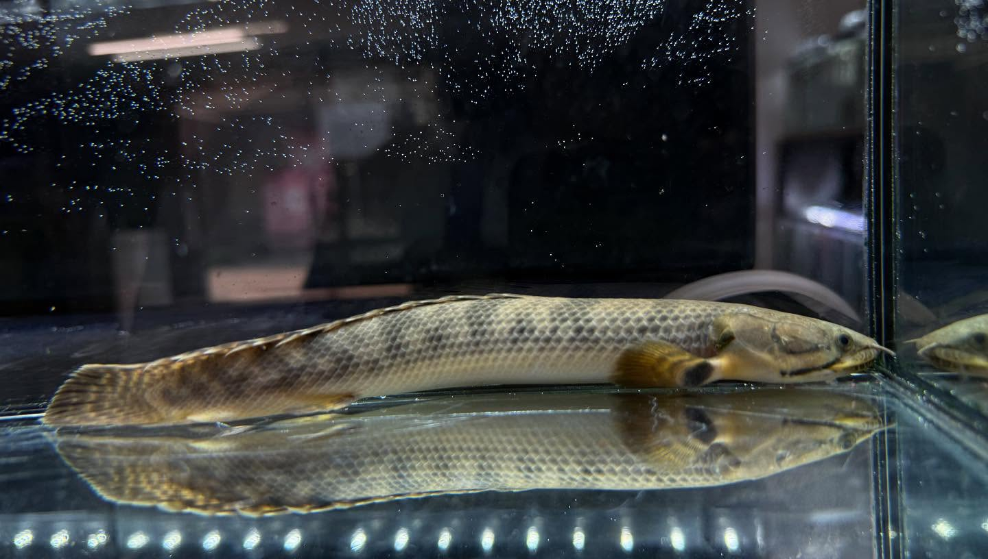 aquastyleg.base.shop/items/110...