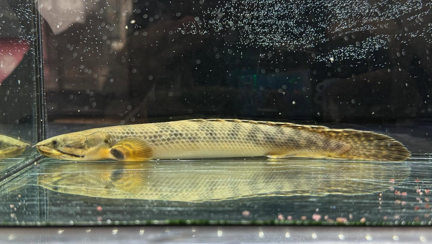 aquastyleg.base.shop/items/110...