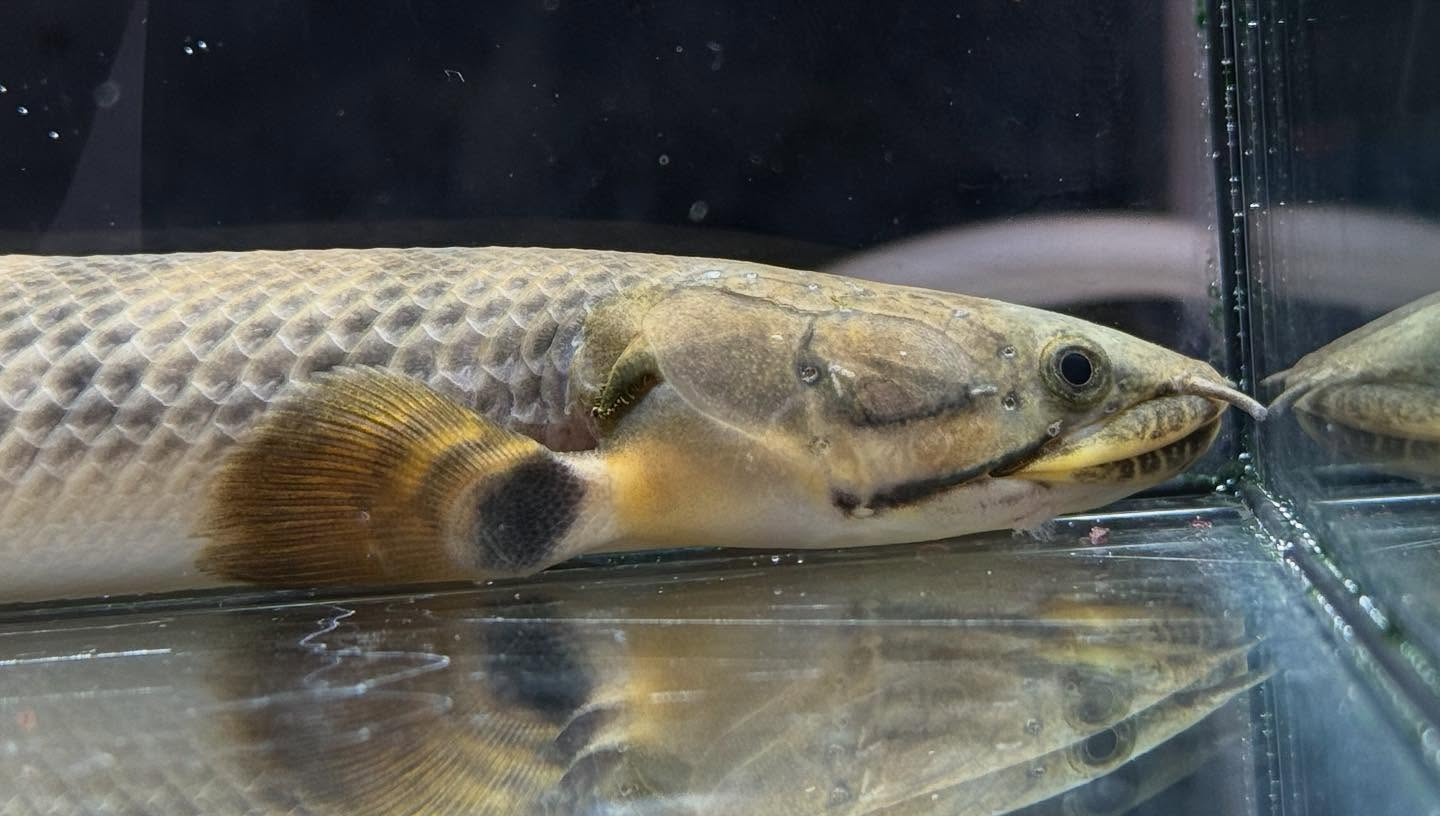 aquastyleg.base.shop/items/110...