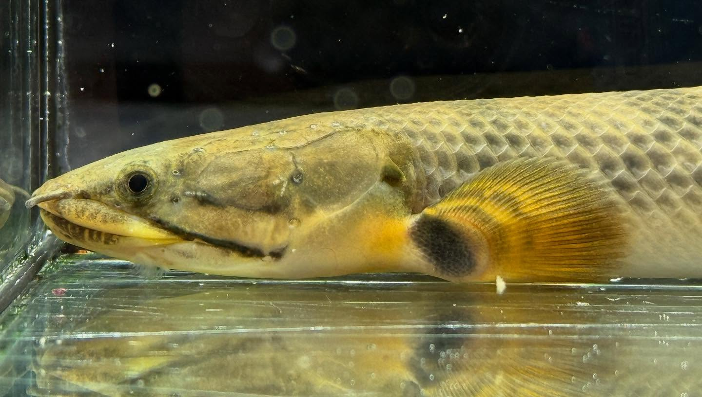 aquastyleg.base.shop/items/110...