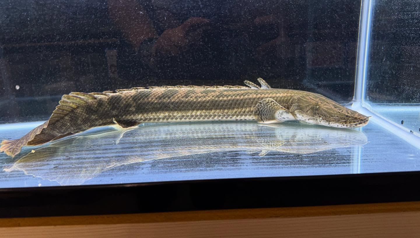 aquastyleg.base.shop/items/110...