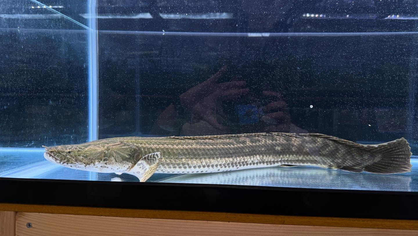 aquastyleg.base.shop/items/110...