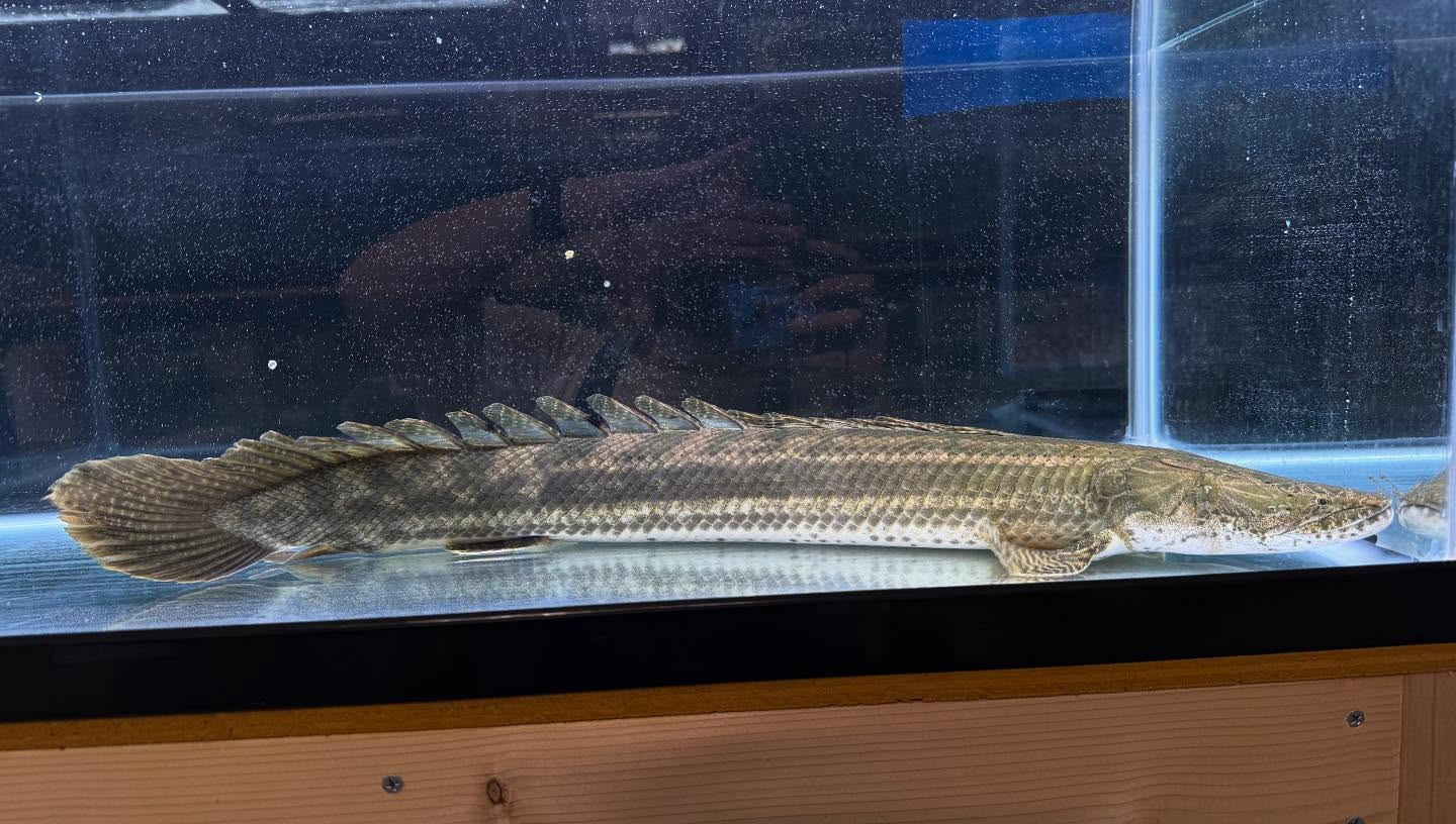 aquastyleg.base.shop/items/110...