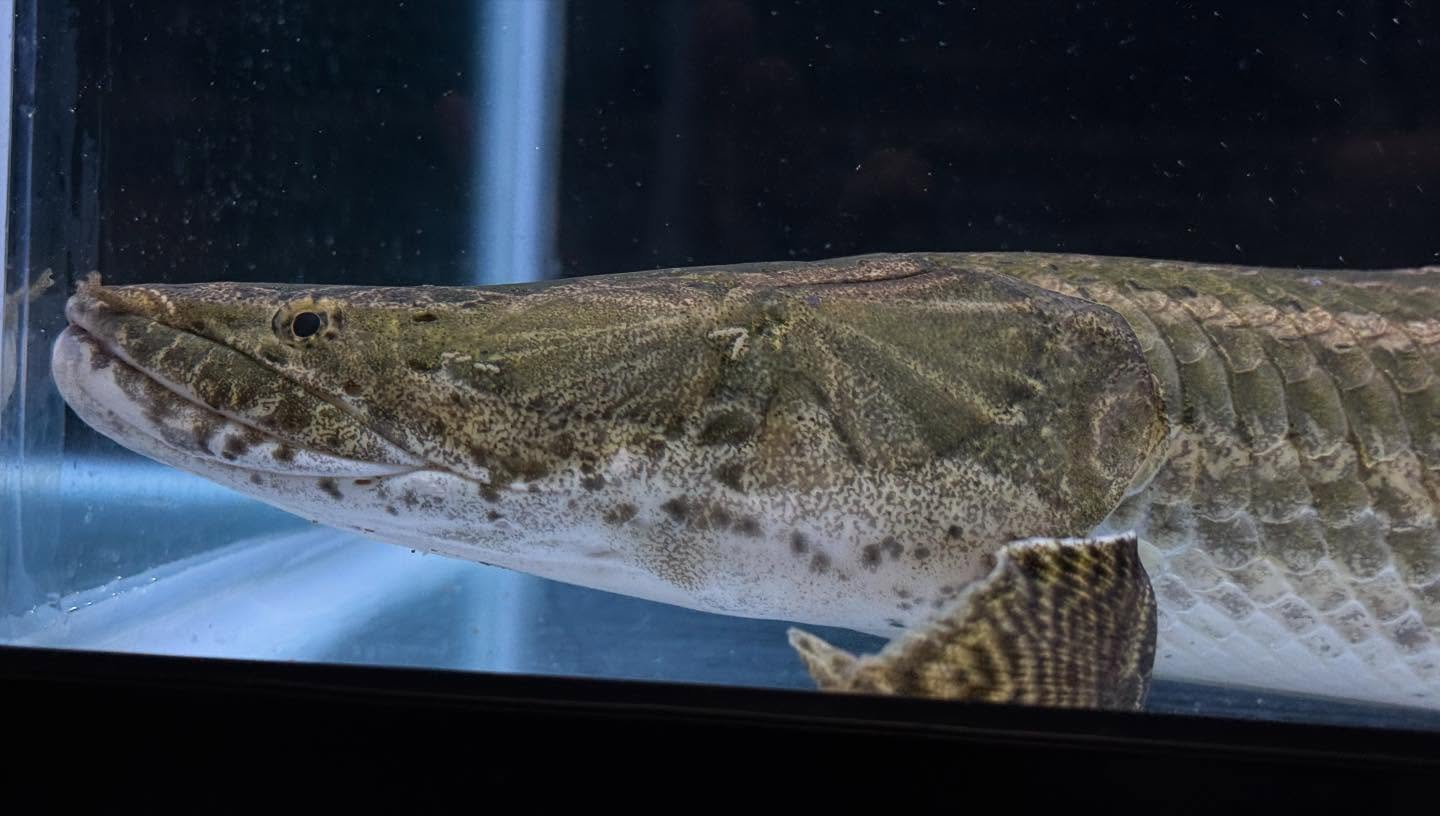 aquastyleg.base.shop/items/110...