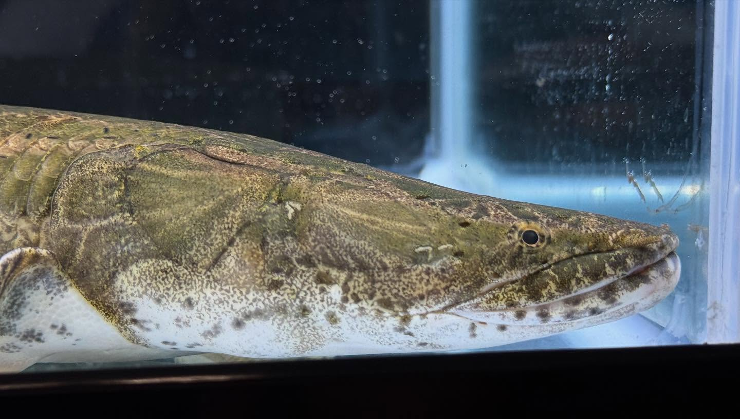 aquastyleg.base.shop/items/110...