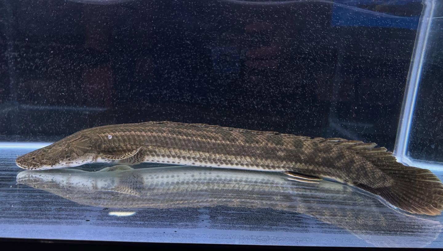 aquastyleg.base.shop/items/110...