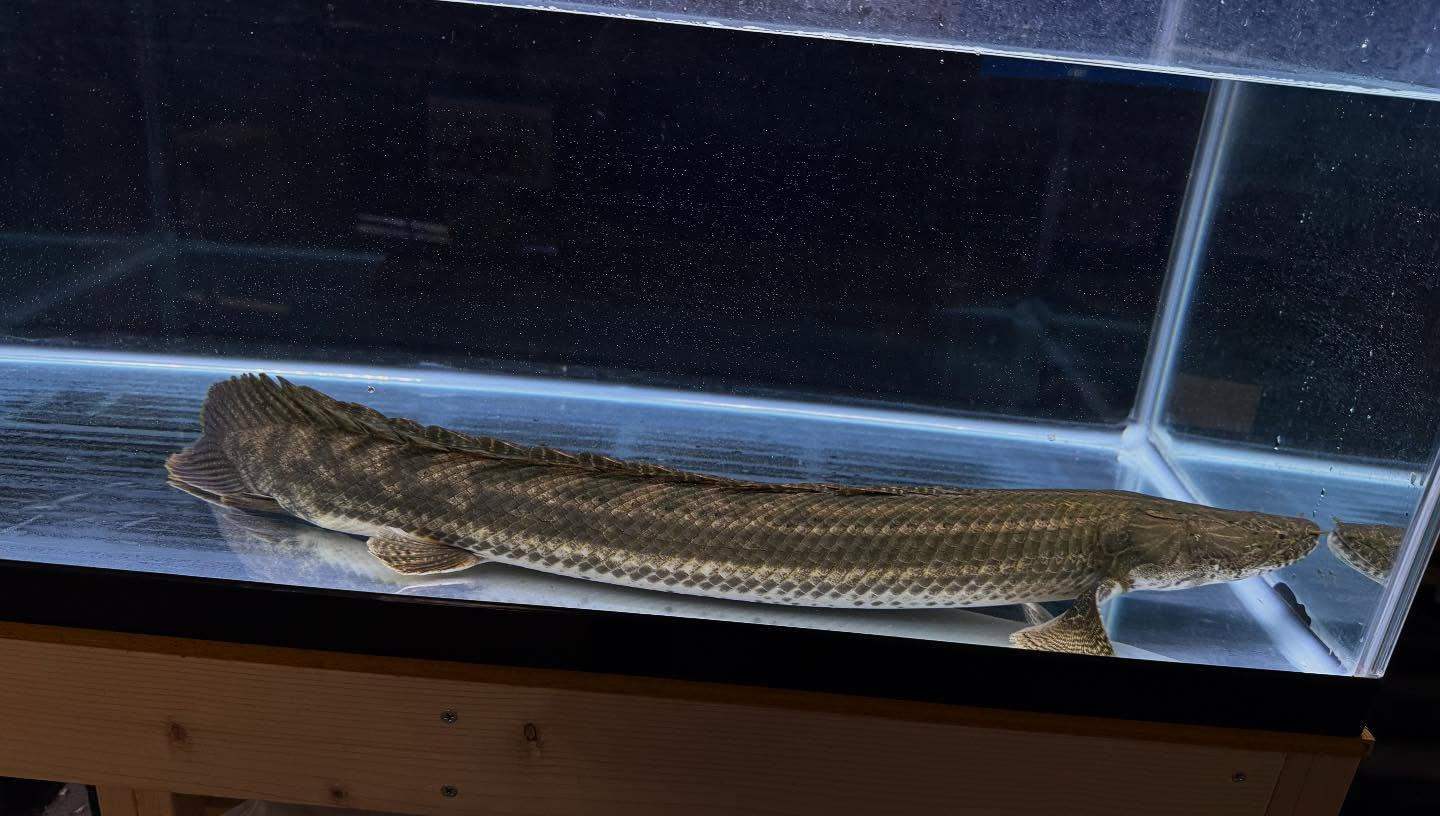 aquastyleg.base.shop/items/110...