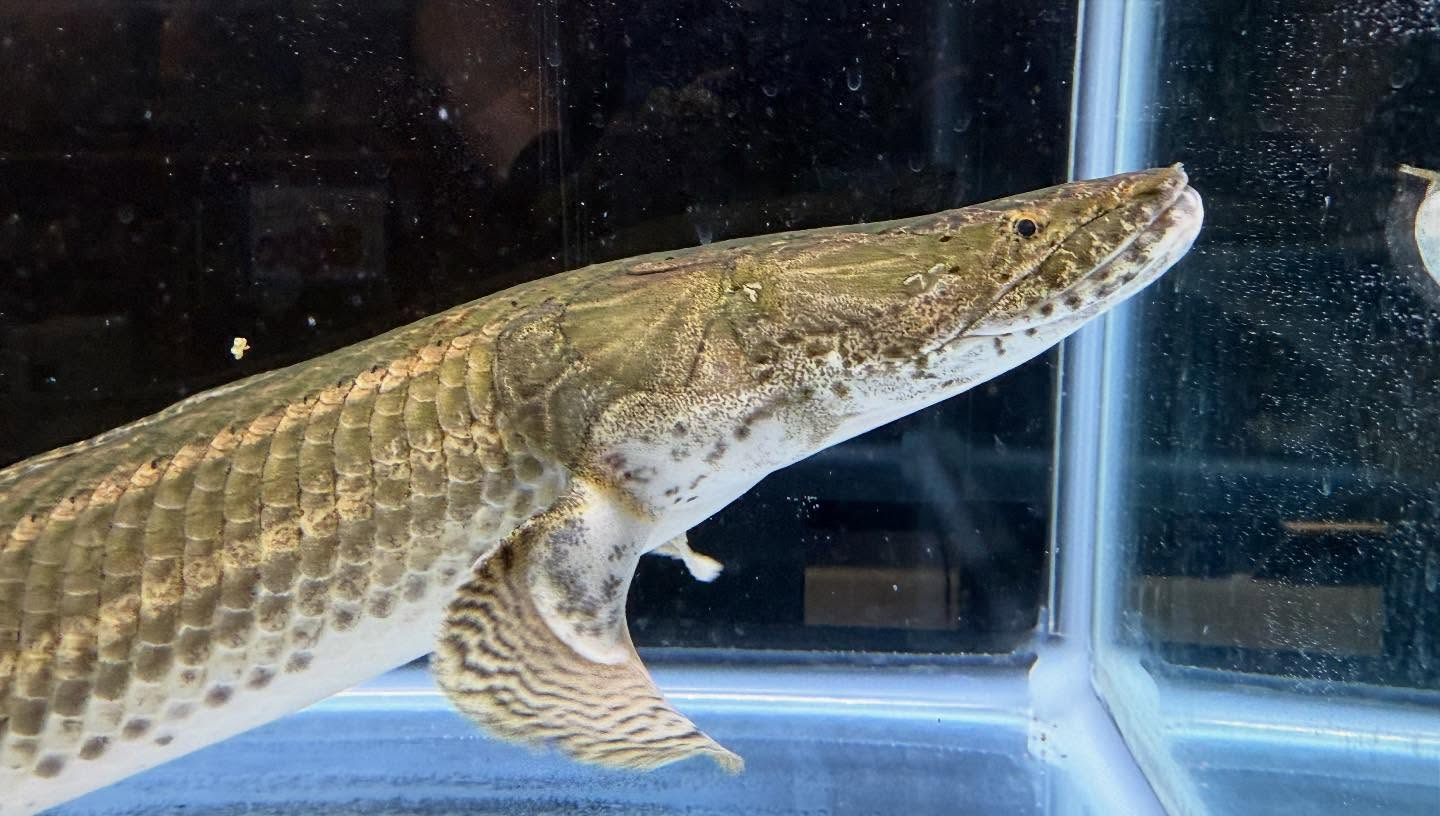 aquastyleg.base.shop/items/110...