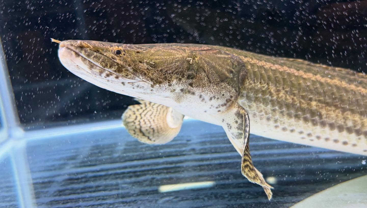 aquastyleg.base.shop/items/110...