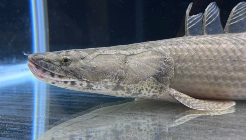 新入荷 Po.ラプラディ 61cm ギニア便