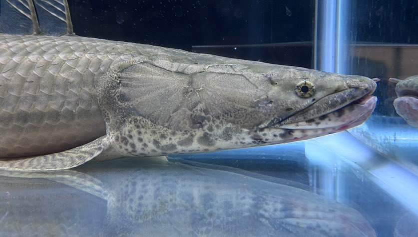 新入荷 Po.ラプラディ 61cm ギニア便