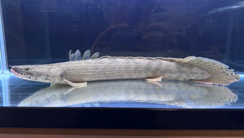 新入荷 Po.ラプラディ 61cm ギニア便