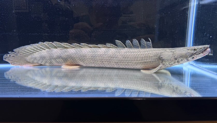 新入荷 Po.ラプラディ 61cm ギニア便