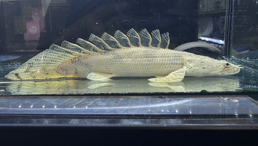 aquastyleg.base.shop/items/110...