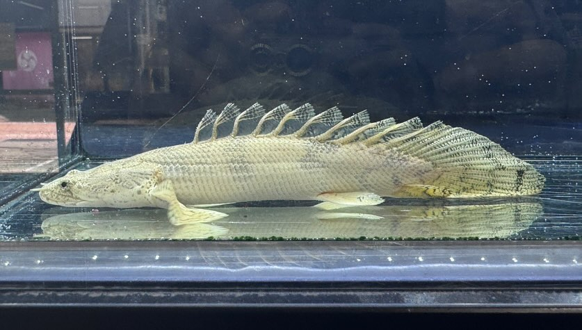 aquastyleg.base.shop/items/110...